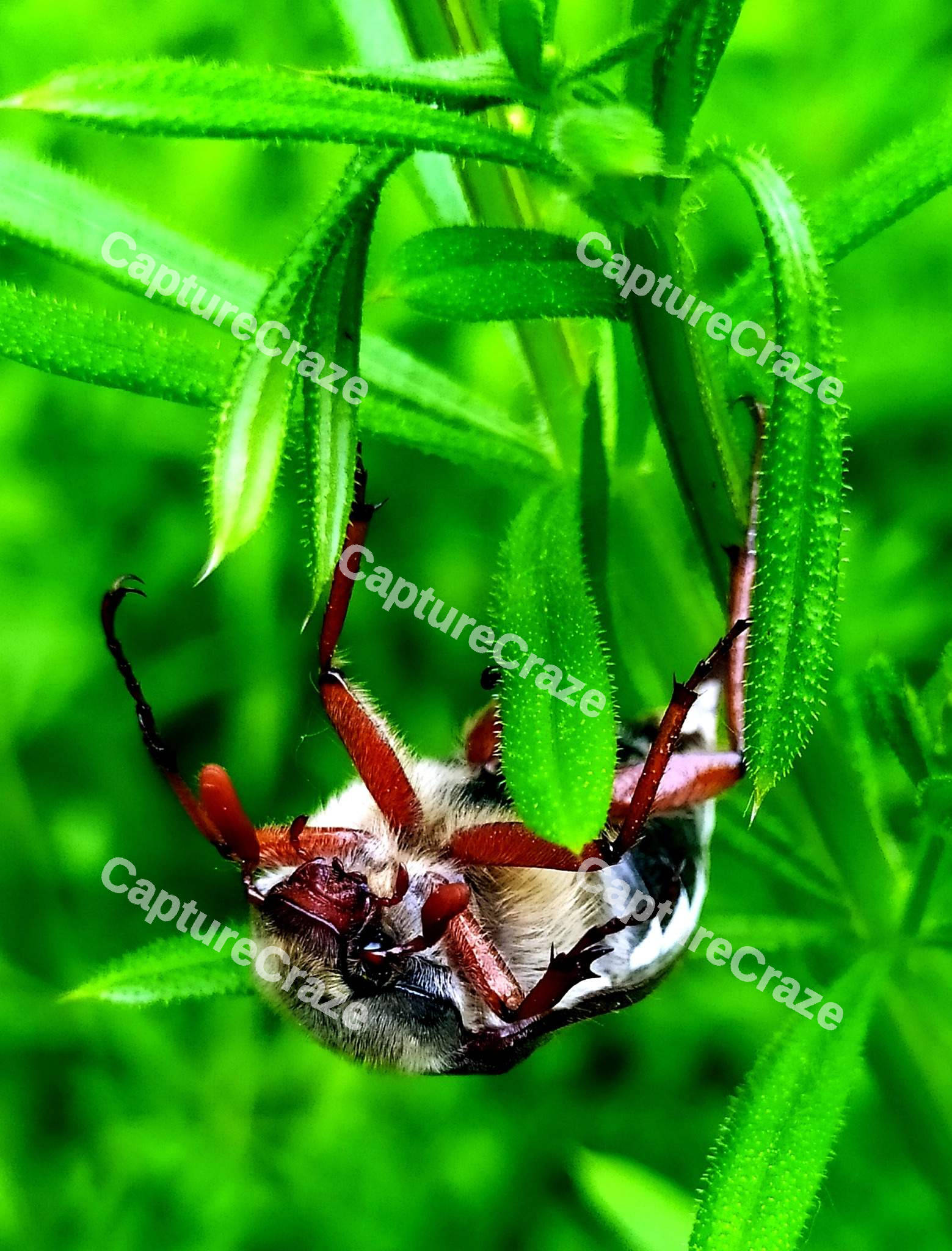 Cockchafer insect